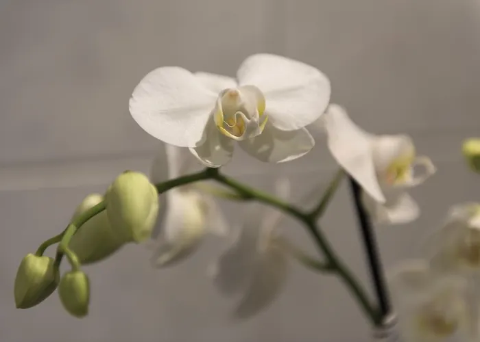 Des Alpes Отель Флимс